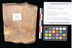 Foto (Objekt + Etikett) von Quercus palaeoilex Ettingshausen (NHMW-GEO-2024-0188-0767)